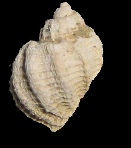 Trigonostoma cassideum (Brocchi, 1814) -Pliocene-Toscana